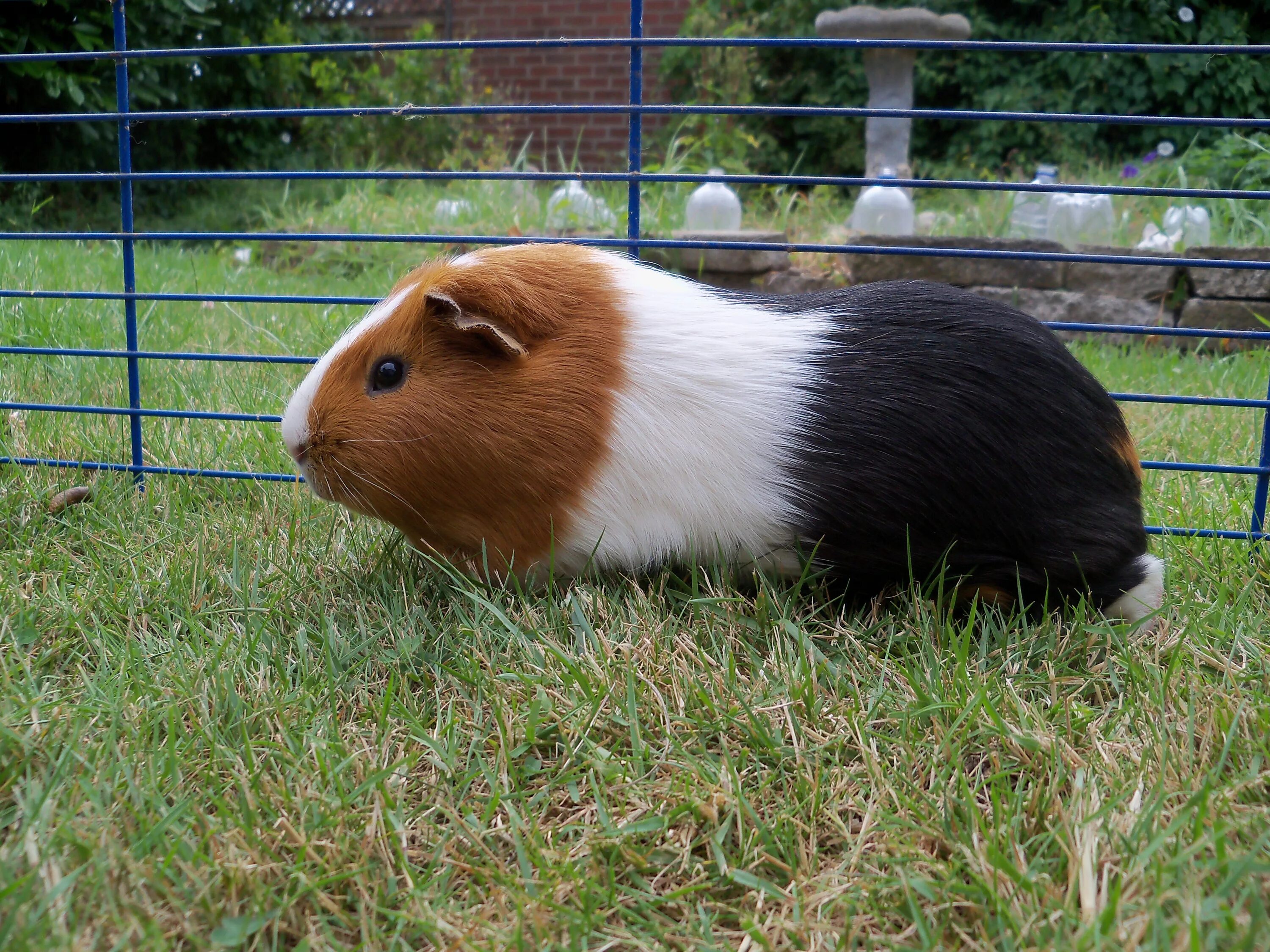 Покажи фото морских свинок Guinea Pig Picture by MisterInked - Image Abyss