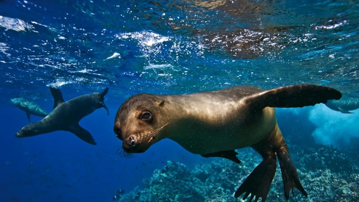 Покажи фото морских животных Explore Ecuador's Galápagos Islands