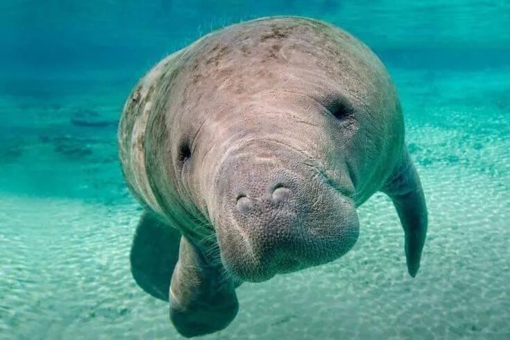 Покажи фото морских животных Pin on Meer Manatee, Animals, Sea cow