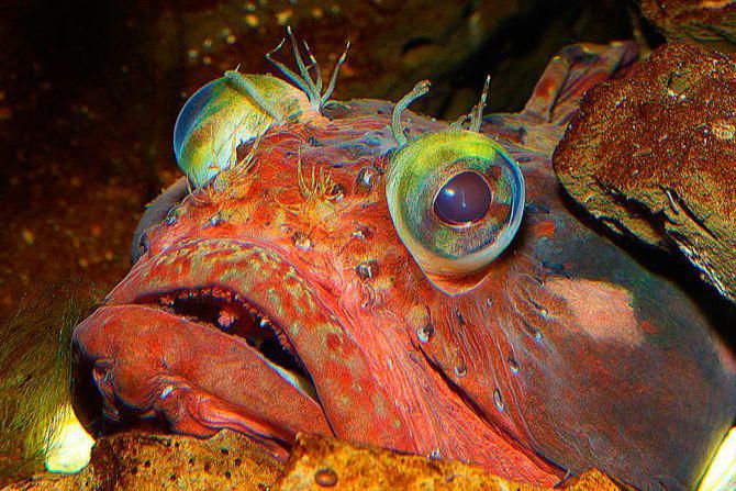 Покажи фото морского глаза Pin auf Salt Water Fishing