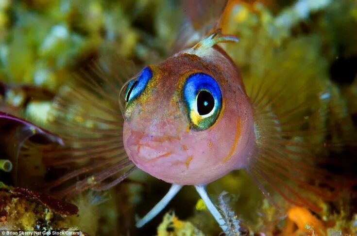 Покажи фото морского глаза Just gorgeous: A blue-eyed triplefin fish from New Zealand features in amazing p