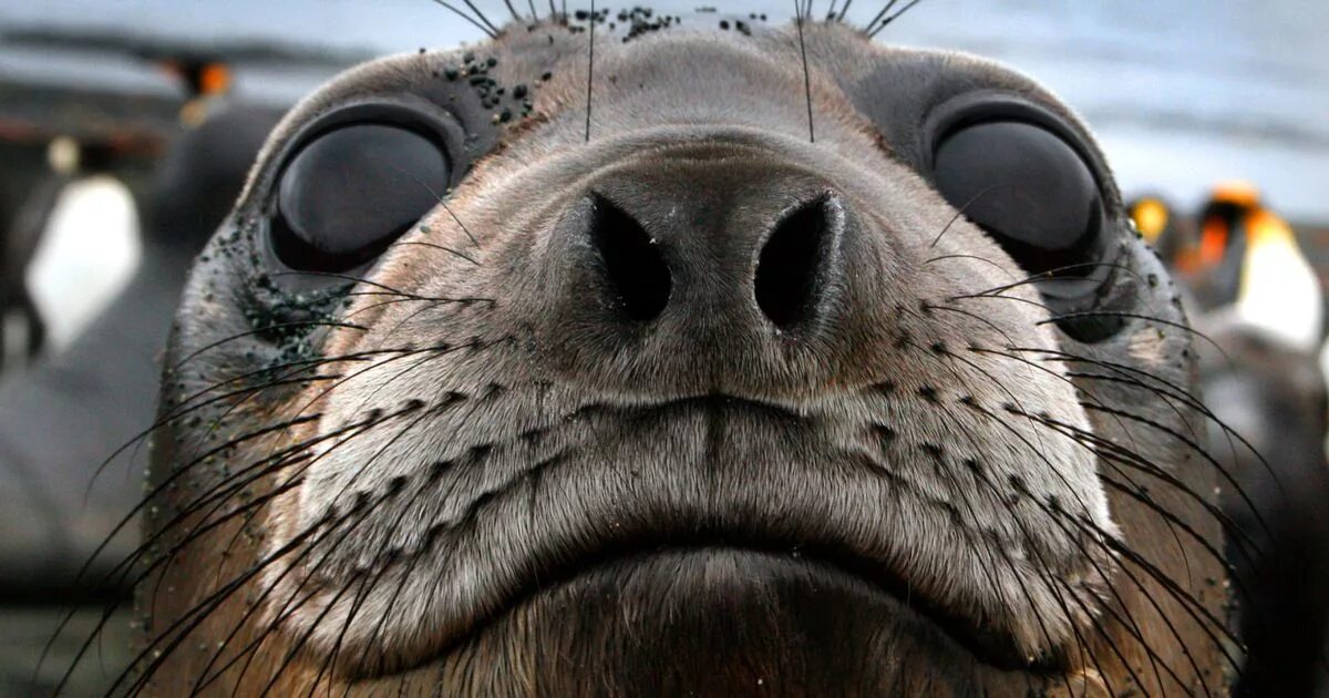 Покажи фото морского глаза World's first seal selfie? Pup poses for close-up picture in front of penguins -