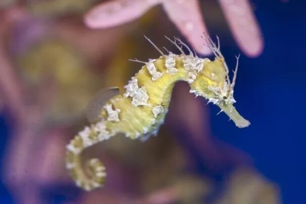 Покажи фото морского конька New efforts to save seahorses and other marine life from extinction Marine life,