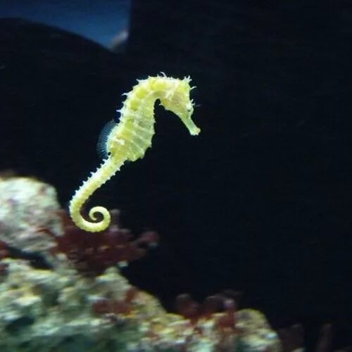 Покажи фото морского конька Seahorse Party by Sharkwood