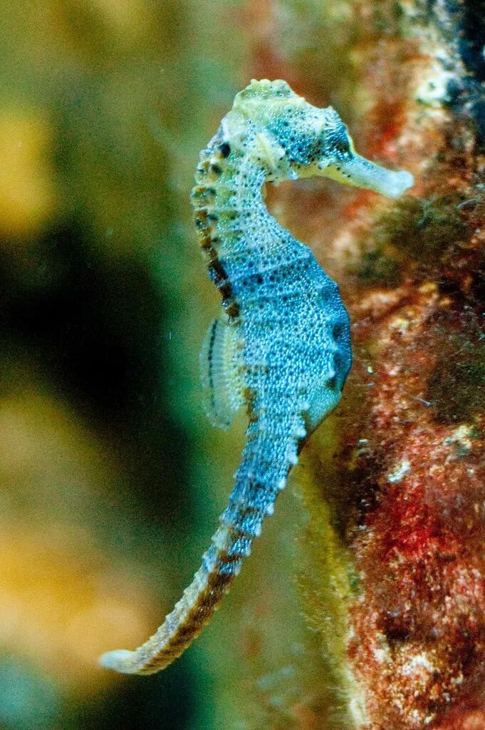 Покажи фото морского конька Seahorse Ocean creatures, Deep sea creatures, Beautiful sea creatures