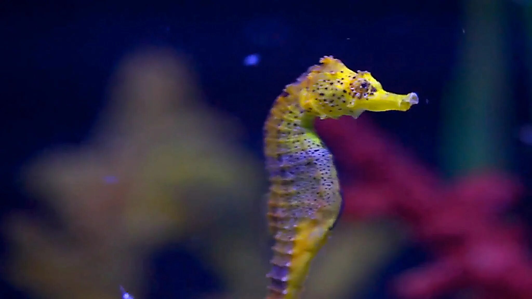 Покажи фото морского конька Seahorse Wallpaper 14 (2048 × 1152) * TrumpWallpapers