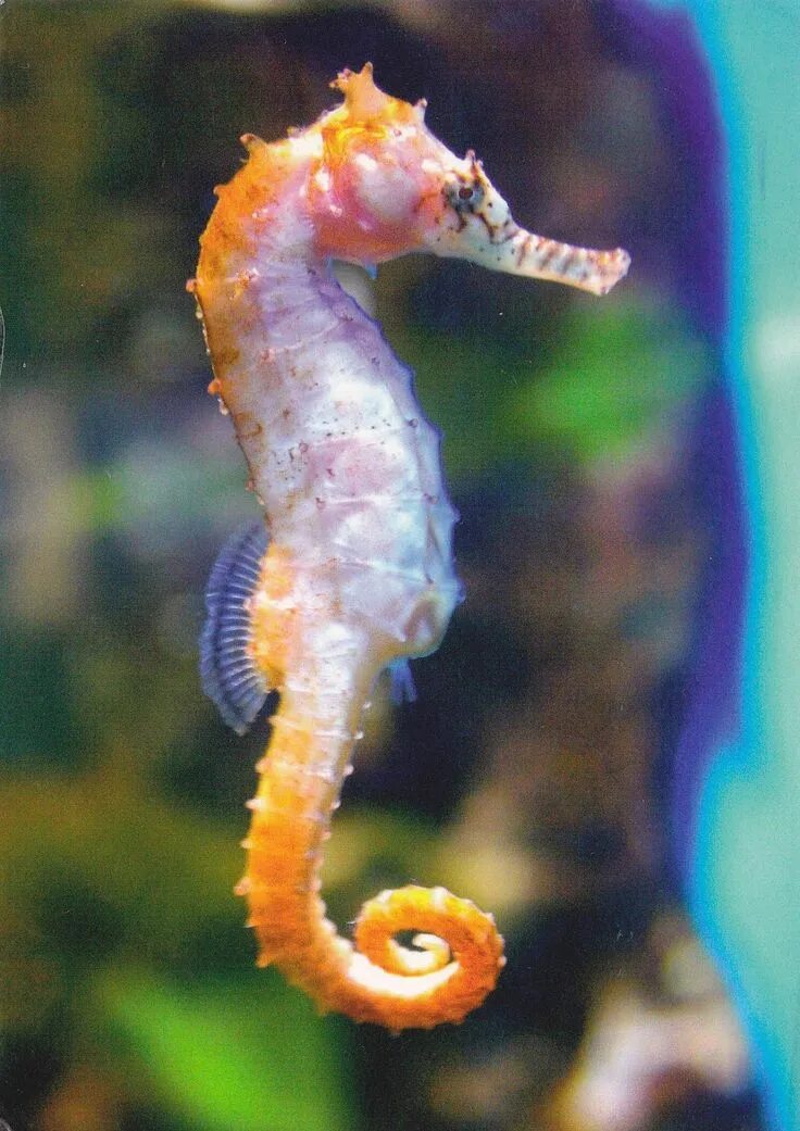 Покажи фото морского конька seahorse - Bing in 2024 Beautiful sea creatures, Underwater animals, Ocean creat