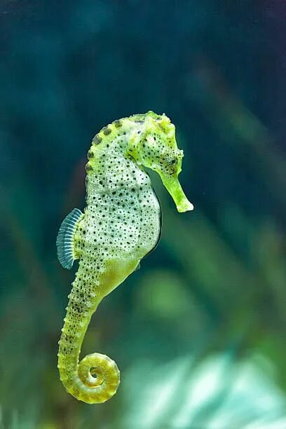 Покажи фото морского конька A beautiful Knysna Seahorse in the facilities of Faunia, Madrid,... Sea life pai