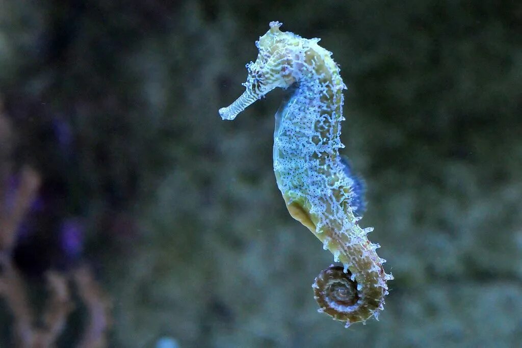 Покажи фото морского конька hippocampus kuda Seahorse, Bucket list, Horses