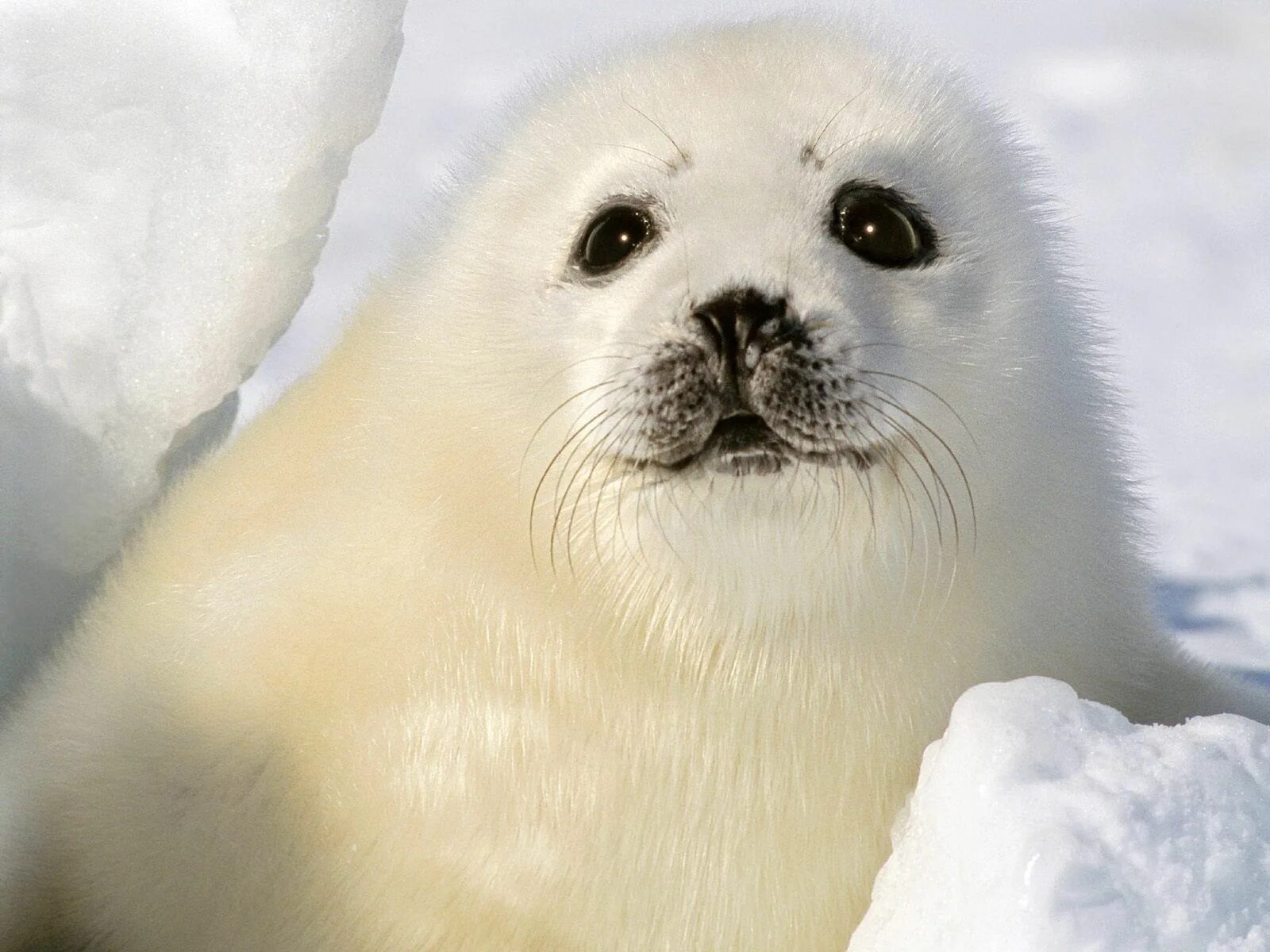 Покажи фото морского котика 动 物 海 豹 壁 纸 Cuccioli di animale, Animali, Animali carini