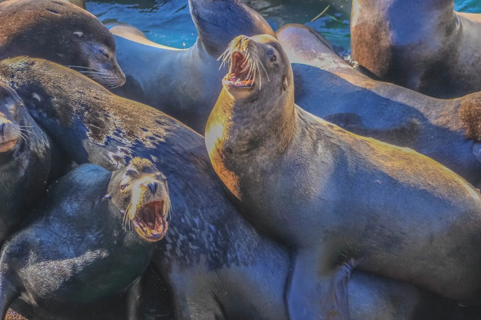 Покажи фото морского льва Sea Lion Beach California