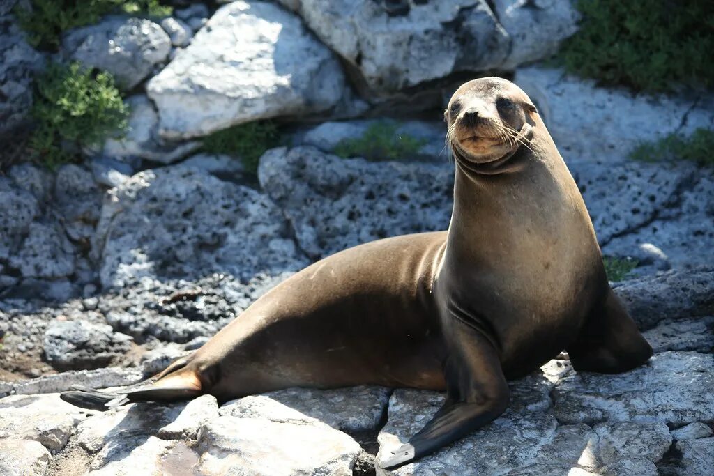 Покажи фото морского льва Galápagos Sea Lion (Zalophus wollebaeki) A sea lion on Pla. Flickr