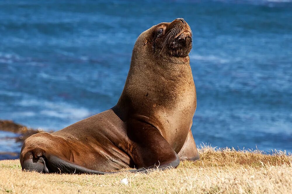 Покажи фото морского льва Sea Lion San Diego Zoo Animals & Plants