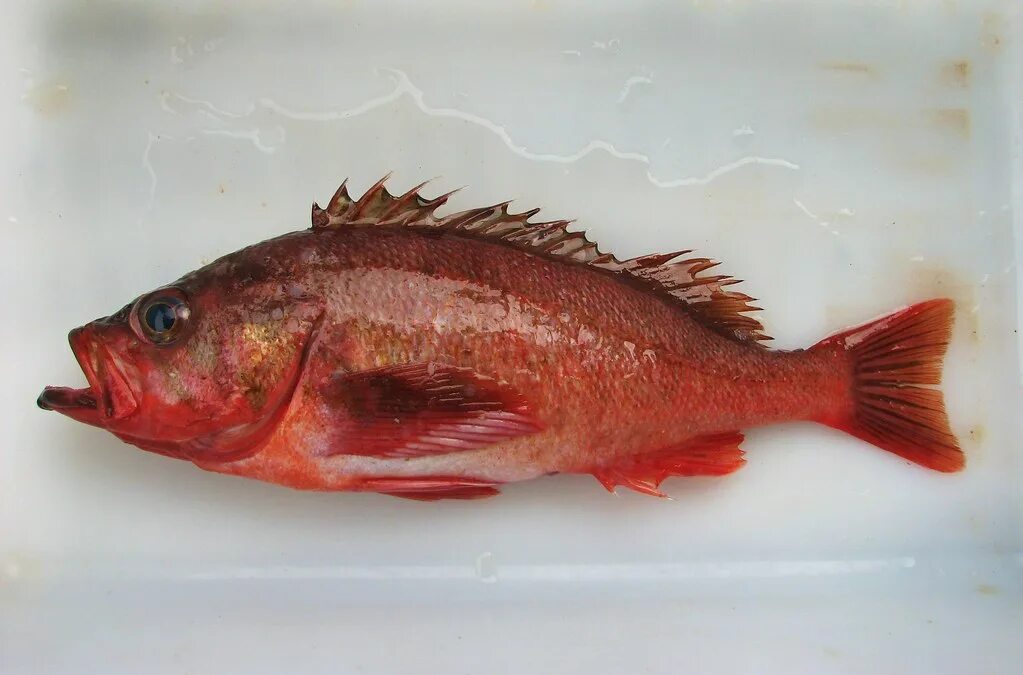 Покажи фото морского окуня Northern Rockfish (Sebastes polyspinis) Bering Sea. 07 AUG. Flickr