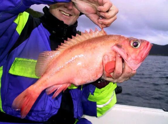 Покажи фото морского окуня Все виды МОРСКИХ ОКУНЕЙ в МИРЕ На КРЮЧКЕ у ДМИТРИЯ Дзен