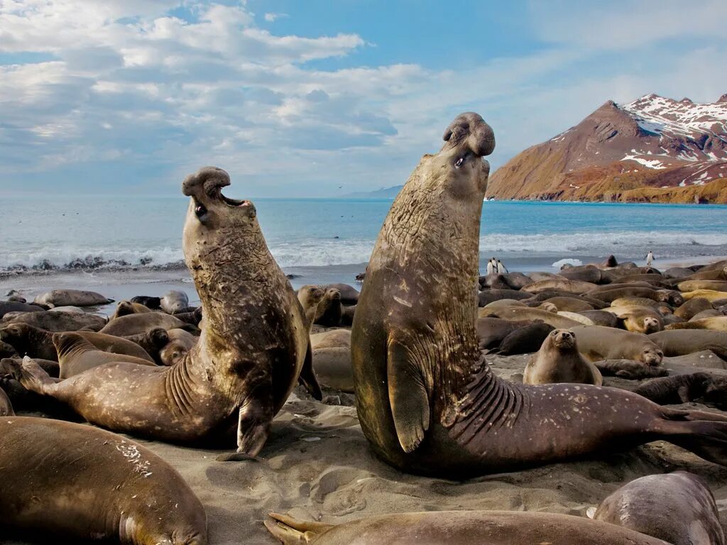 Покажи фото морского слона Eyewitness: Southern elephant bull seals in South Georgia Elephant seal, Male el