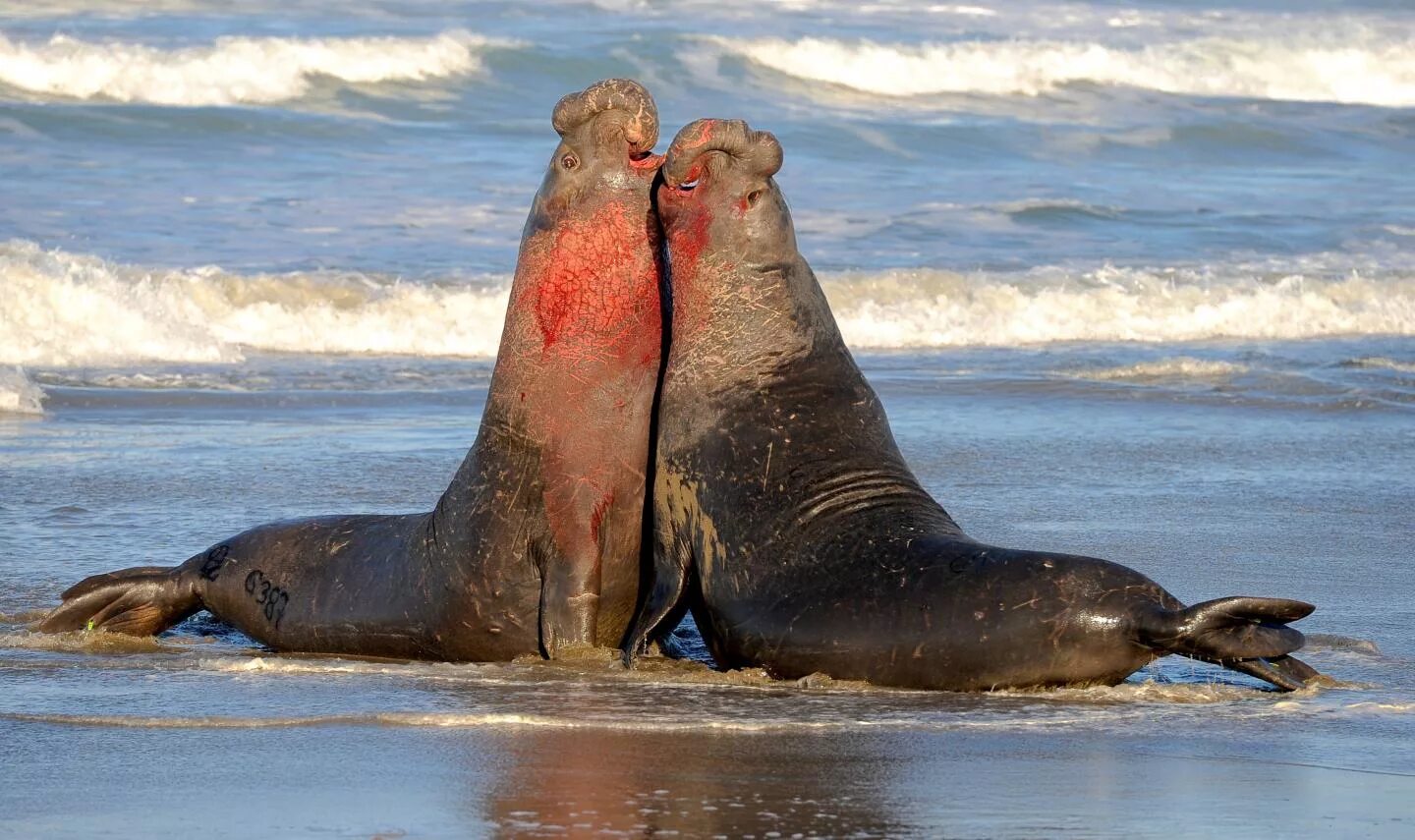 Покажи фото морского слона Male Elephant Seals Fighting IMAGE EurekAlert! Science News Releases