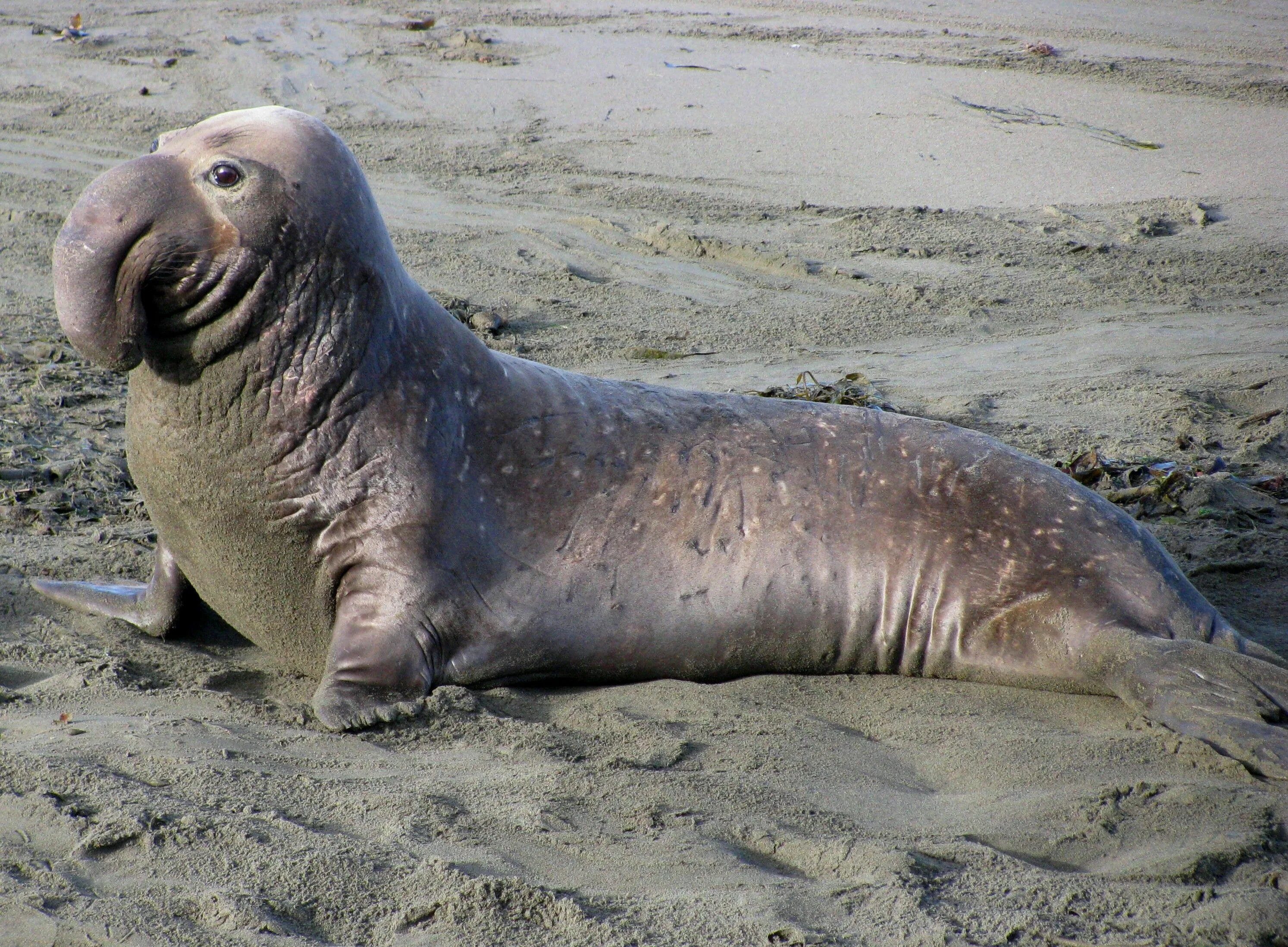 Покажи фото морского слона Elephant Seals in 2024 Elephant seal, Elephant, Pinniped