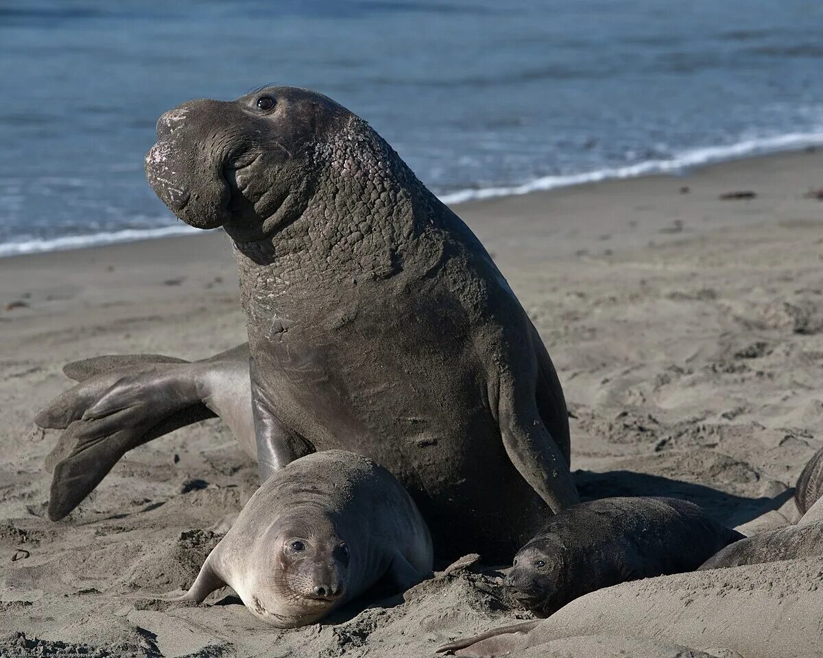 Покажи фото морского слона Northern elephant seal - Wikipedia