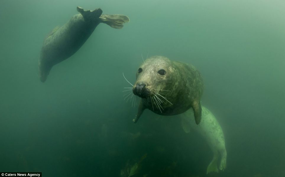 Покажи фото морской I said no pictures! Playful seal bares fearsome set of teeth as it bites diver's