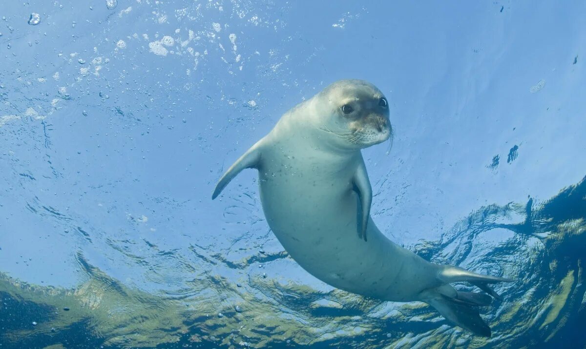 Покажи фото морской Mediterranean Monk Seal Animal Database Fandom