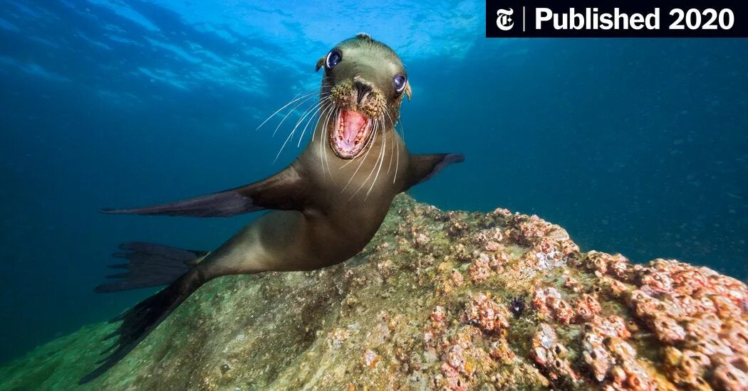 Покажи фото морской собаки Swimming With the Sea Lions of Los Islotes - The New York Times