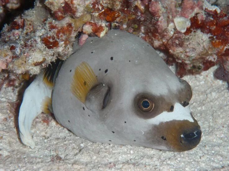 Покажи фото морской собаки Dog-Faced Puffer Fish Ocean creatures, Sea creatures, Fish