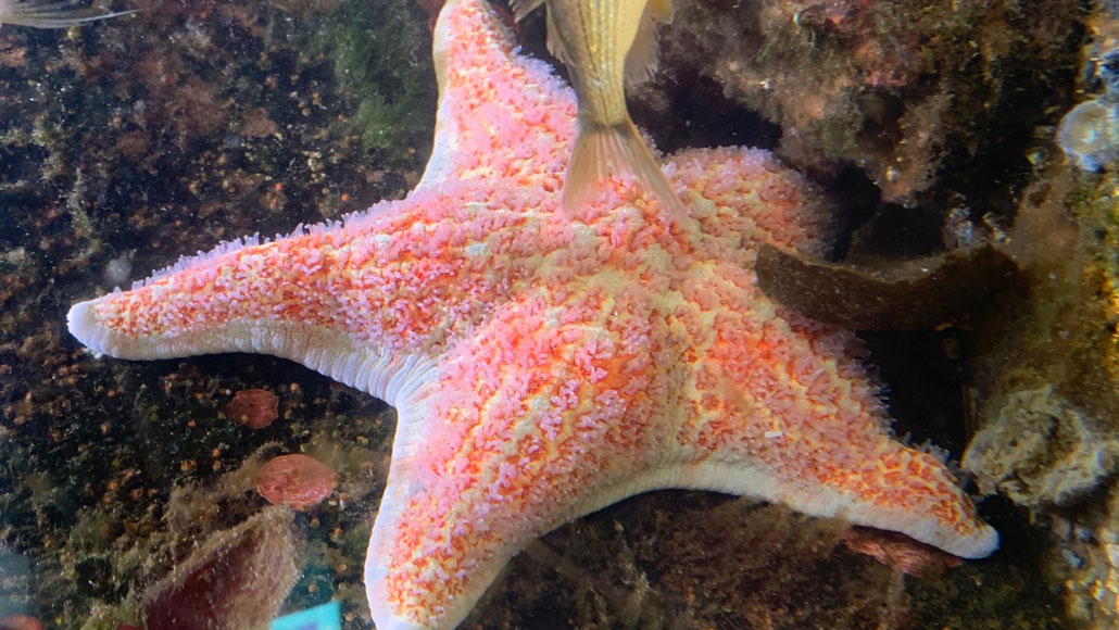 Покажи фото морской звезды Some bacteria are suffocating sea stars, turning the animals to goo