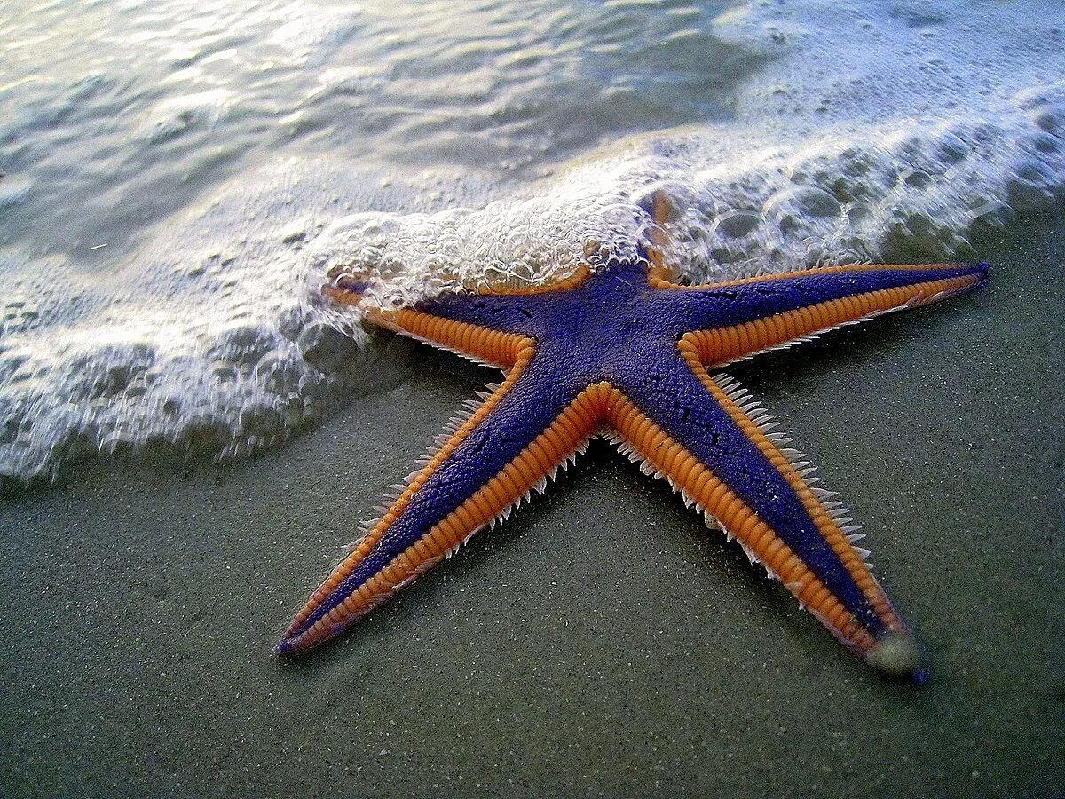 Покажи фото морской звезды Файл:Purple and Orange Starfish on the Beach (2884079538).jpg - Википедия