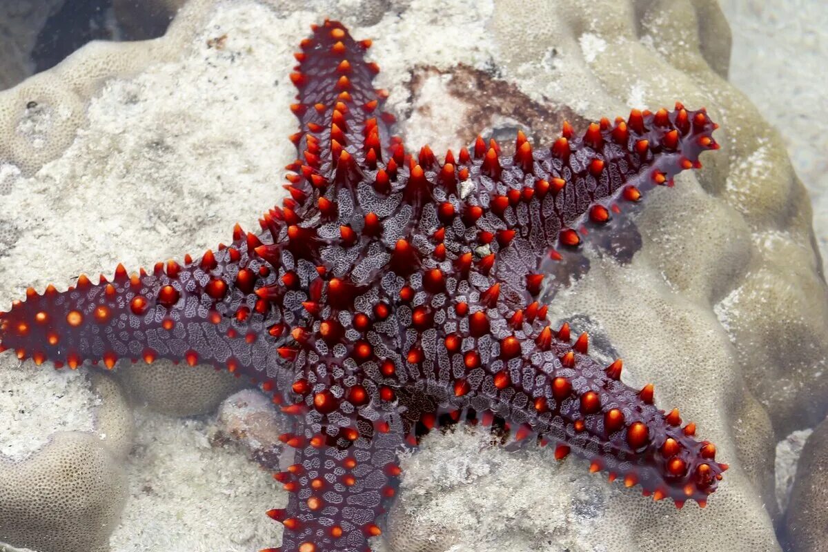 Покажи фото морской звезды Морские звёзды. Злобные хищники морского дна Сказки юного биолога Дзен