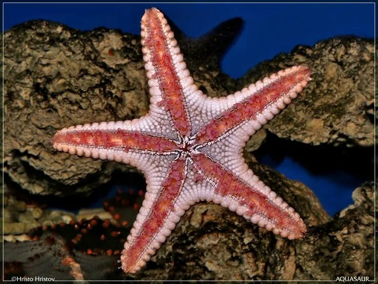 Покажи фото морской звезды Image result for морские звезды Beautiful sea creatures, Sea animals, Sea star