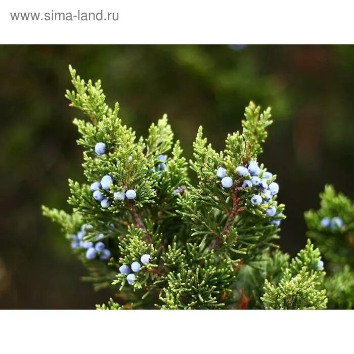 Покажи фото можжевельника Можжевельник , С2 (горшок 2 л.), 20-40 см высота, Осень, 1 шт (5232614) - Купить