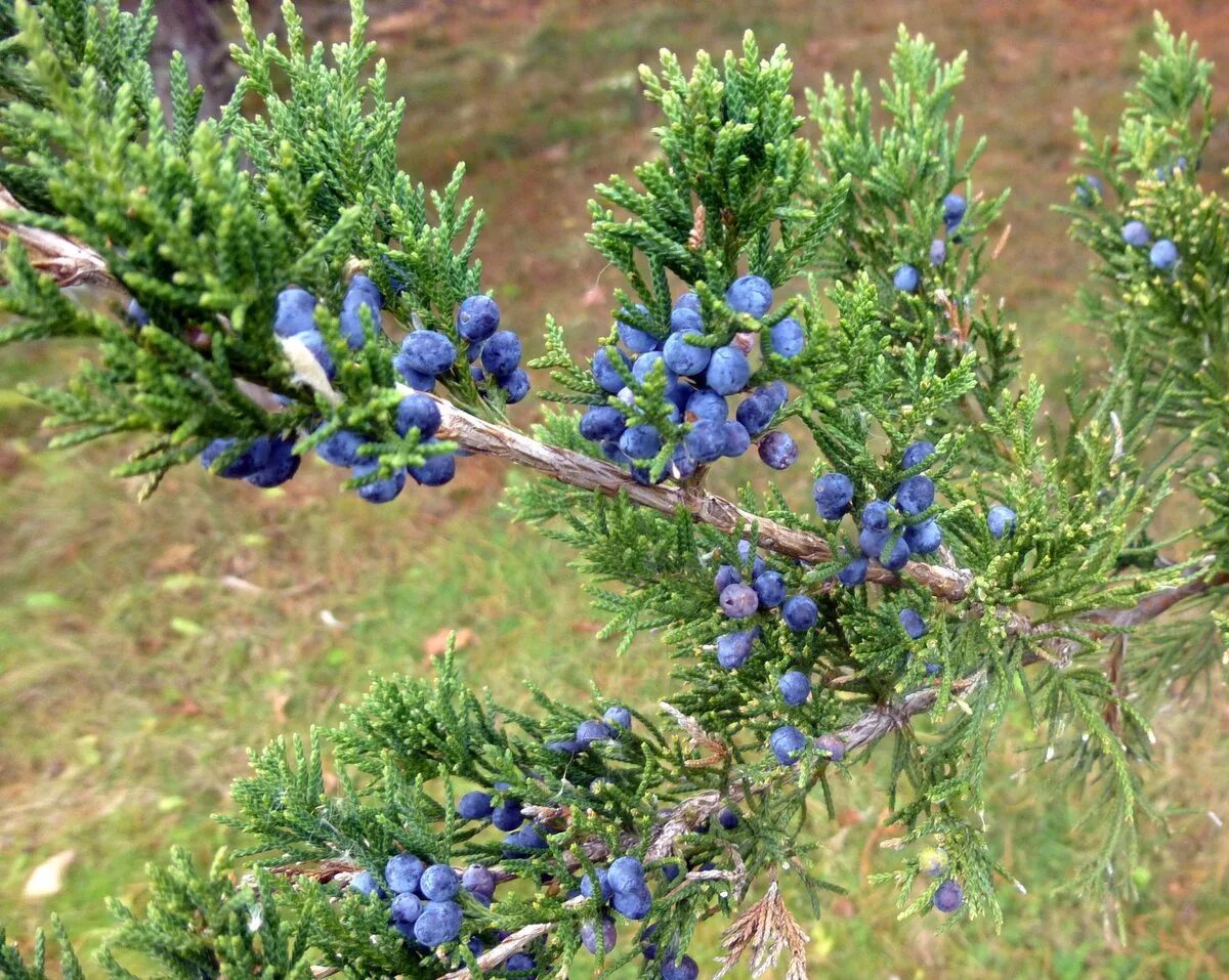 Покажи фото можжевельника Wild Juniper Berries - Laughing Lichen, juniper berries