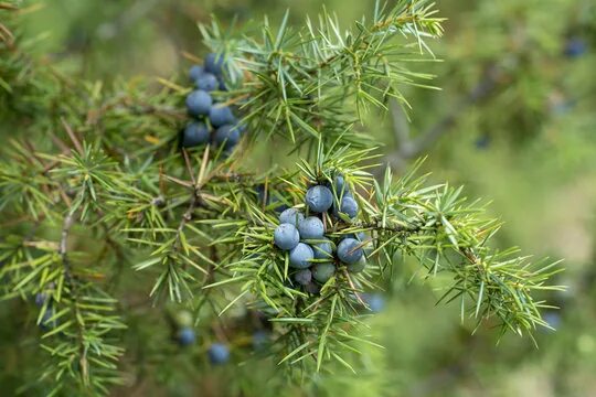 Покажи фото можжевельника Communis Зображення - огляд 10,905 Стокові фото, векторні зображення й відео Ado
