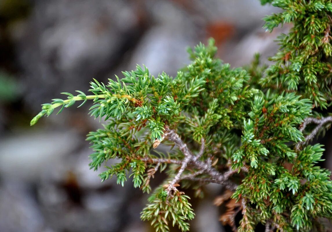 Покажи фото можжевельника Juniperus sibirica - Image of an specimen - Plantarium
