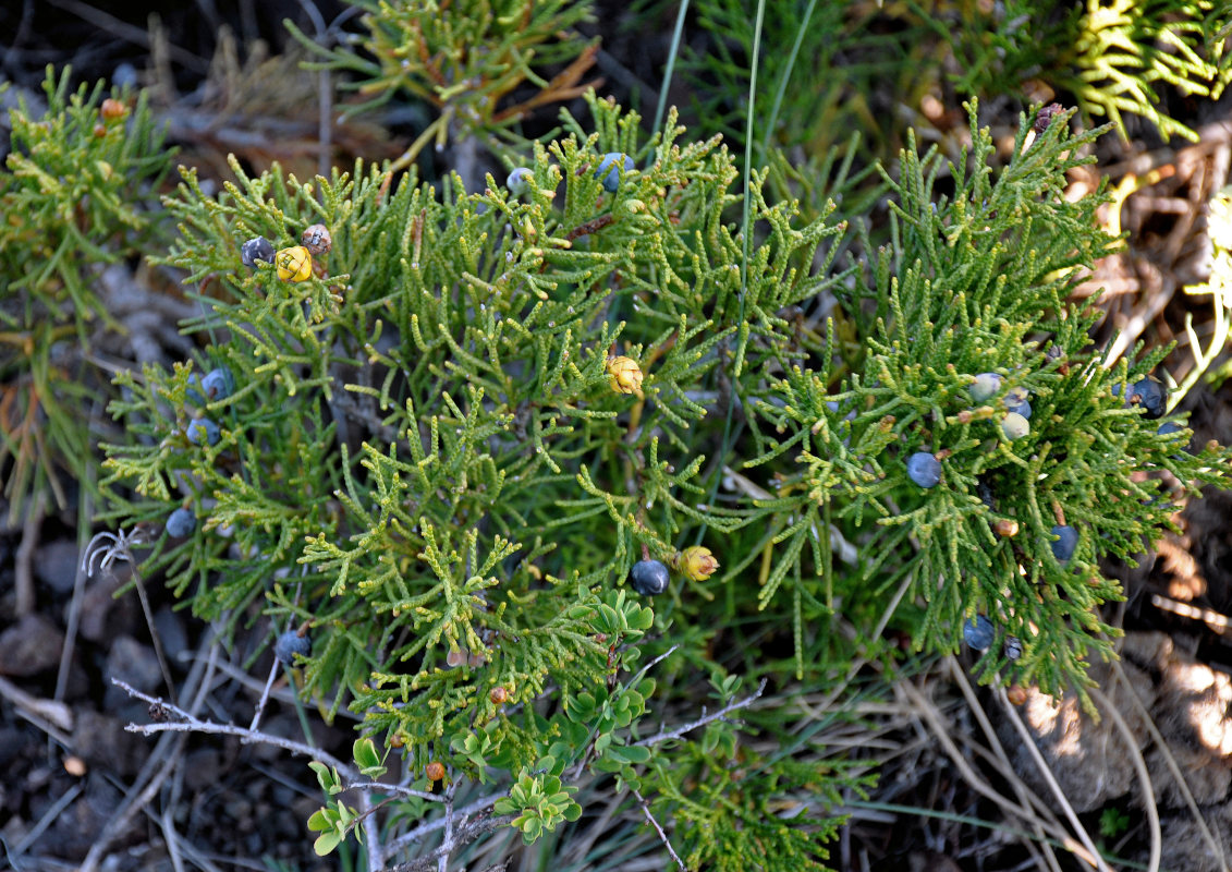 Покажи фото можжевельника Juniperus sabina - Изображение особи - Плантариум