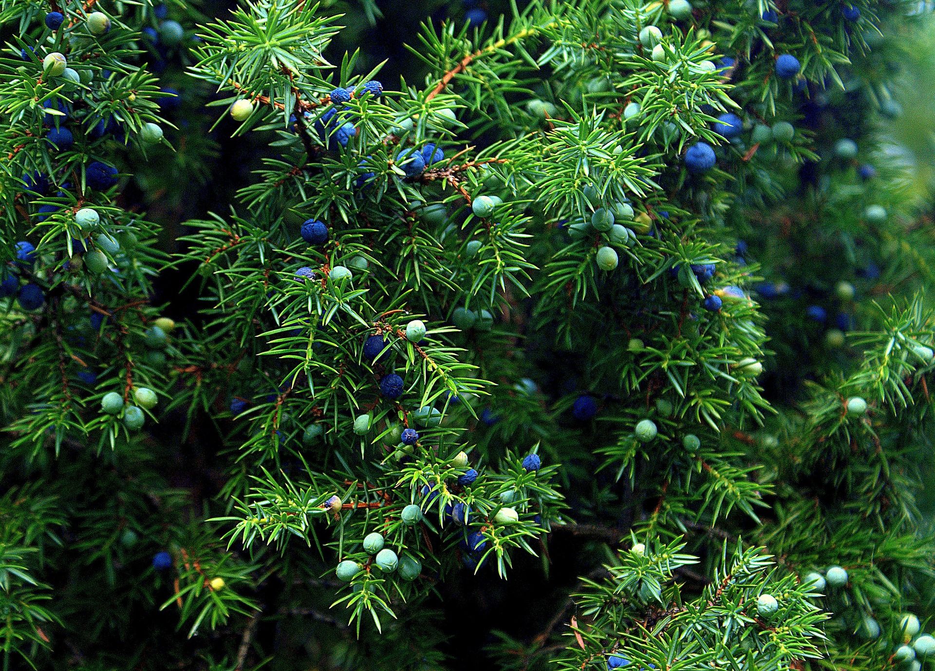 Покажи фото можжевельника What Makes Moringa Good For You? Dikim fikirleri, Ağaç, Çalılar