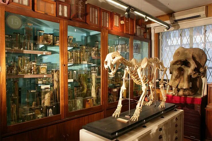 Покажи фото музея Cabinet of Curiosities - Grant Museum of Zoology London museums, Museum, New yor