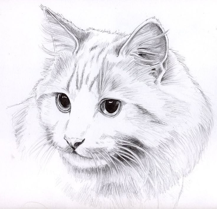 Покажи фото нарисованного кота Pencil cat portrait Cats art drawing, Animal drawings, Cat sketch