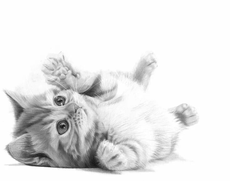 Покажи фото нарисованного котенка Puddy Cat Pencil Drawing KevsArt.com Pencil drawings of animals, Drawings, Drawi