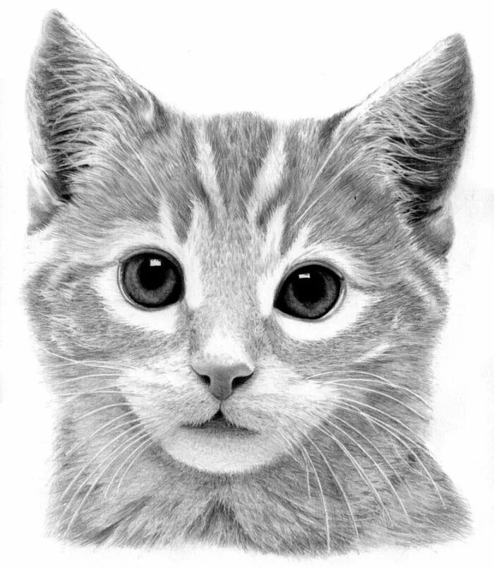 Покажи фото нарисованного котенка Apprendre à réaliser tete de chat dessin au crayon réaliste yeux de chat comment