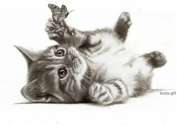 Покажи фото нарисованного котенка Pin by Anna Szumańska on GRAFIKI - 2 Cat drawing, Animal drawings, Art drawings