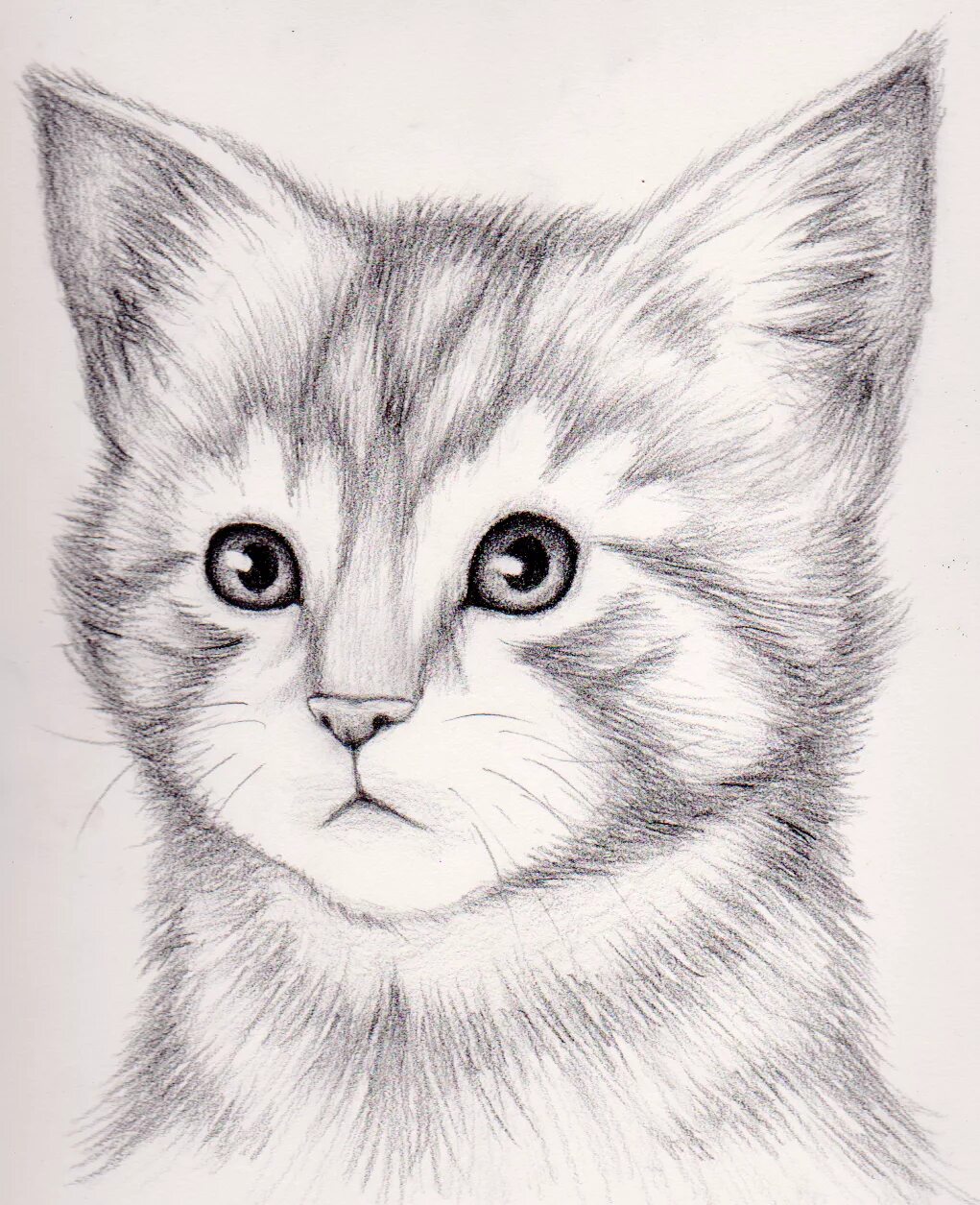 Покажи фото нарисованного котенка Cat Drawing Template - Printable Recipe Cards Central