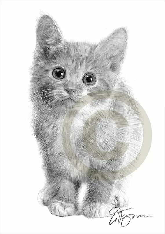 Покажи фото нарисованного котенка Cat Kitten Pencil Drawing Print A4 Size Artwork Signed by Artist Gary Tymon Ltd 