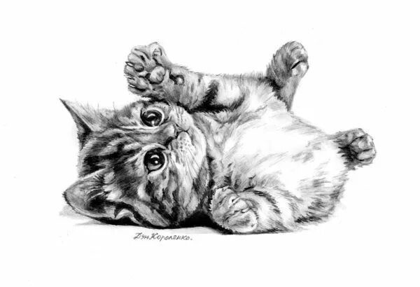 Покажи фото нарисованного котенка art, cat, drawing, illustration Cats art drawing, Cats art pencil, Pencil drawin