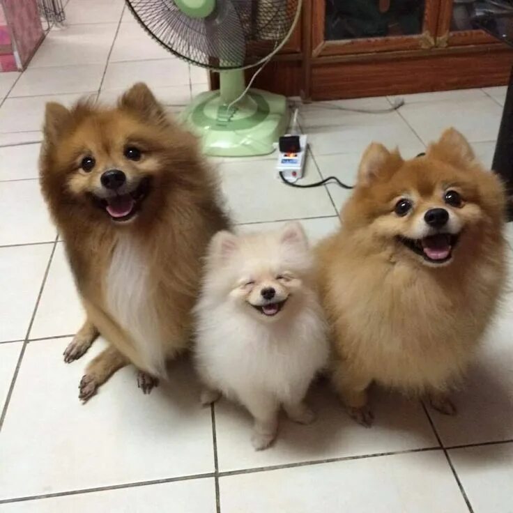 Покажи фото немецкого шпица Pin de Barbara rathmanner en süßes lächeln ❤ Perros pomerania, Perros mascotas, 