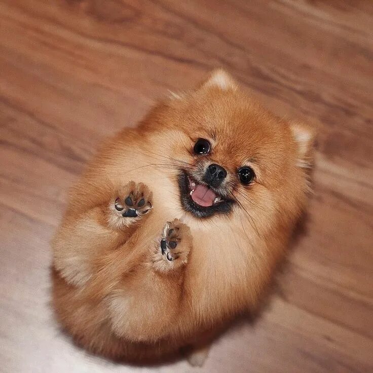 Покажи фото немецкого шпица Twitter Pomeranian puppy, Cute dogs, Cute pomeranian