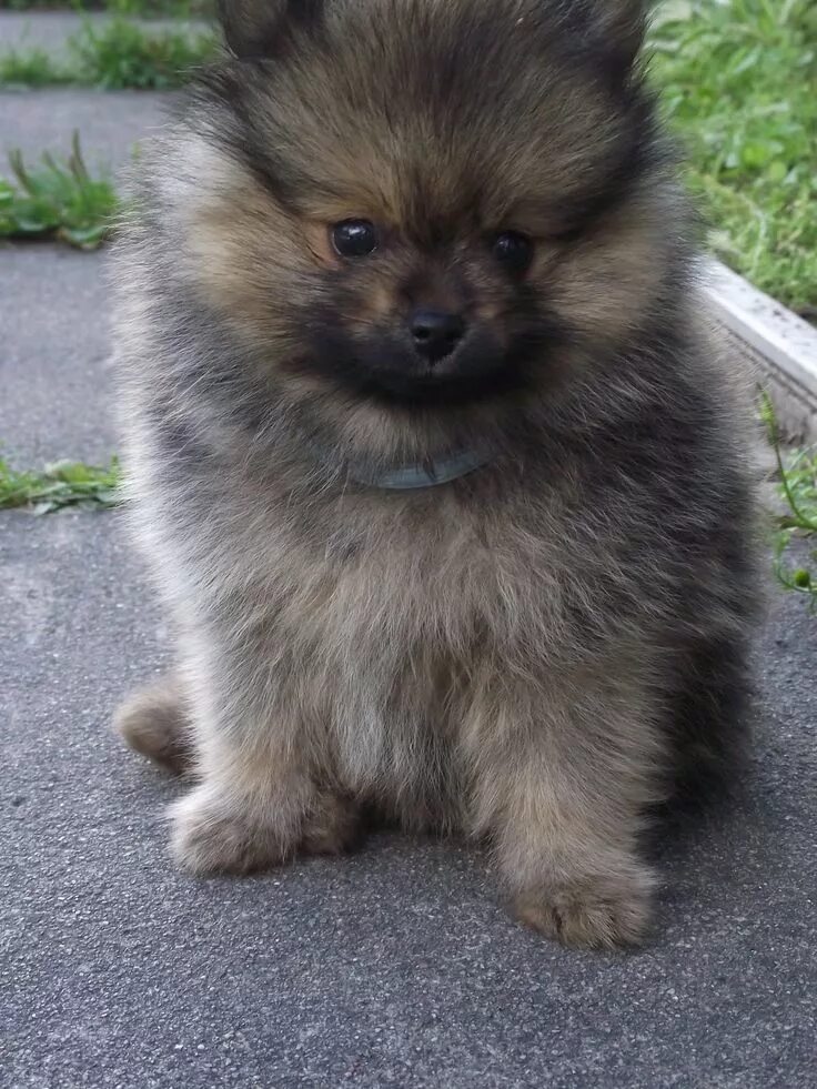 Покажи фото немецкого шпица German Spitz / Kleinspitz Puppy Dog