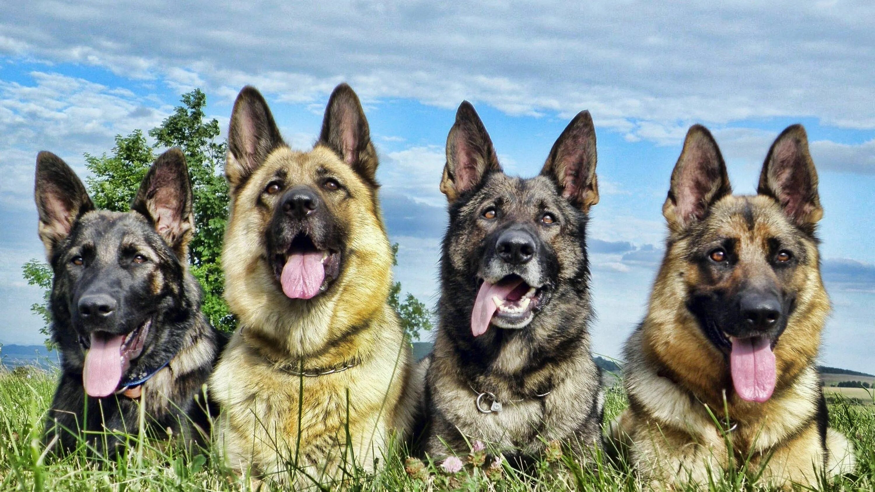 Покажи фото немецкой овчарки 3840x2160 german shepherd 4k hd wallpaper download free Fotos de cachorros, Past