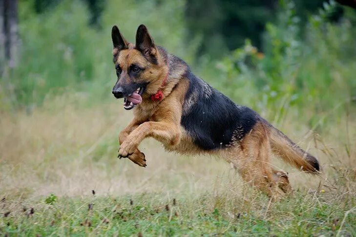 Покажи фото немецкой овчарки German Shepherd Dog Dog Breed Information Perros pastor alemán, Perros, Nombres 